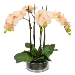 Apricot Orchid Artificial Fake Plant Decorative Arrangement 48cm In Glass Bowl