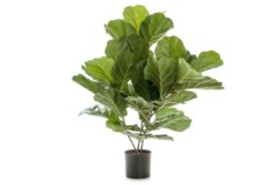 Flora Fiddle Leaf Fig Potted Plant With 36 Leaves 650mm H - Fiddle Leaf Fig Potted Plant