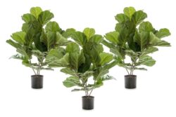 Flora Fiddle Leaf Fig Potted Plant With 36 Leaves 650mm H - Set Of 3 - Fiddle Leaf Fig Potted Plant