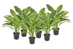 Flora Hosta Plant Real Touch In Pot - Set Of 6 - Host Plant Real Touch