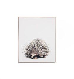 Short Beaked Echidna Framed Canvas Wall Art Print by Interior Secrets - AfterPay Available