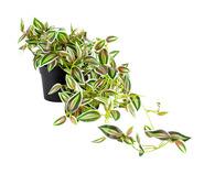72Cm Artificial Verigated Weeper Hanging Plant Green