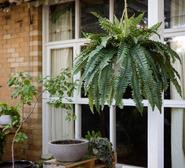88Cm Boston Fern Artificial Plant In A Hanging Planter Green Large