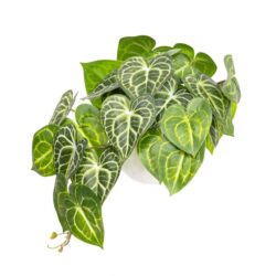 Glamorous Fusion Green Caladium Bush 46cm Artificial Faux Plant Decorative In Pot