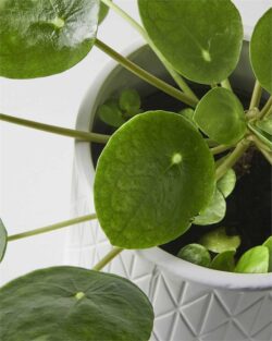 Chinese Money Plant & Footed Pot
