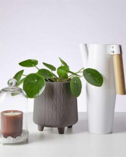 Chinese Money Plant & Footed Pot (Grey)