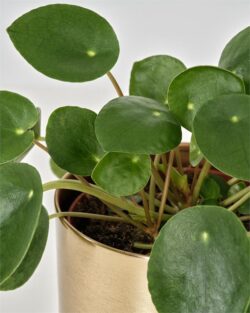 Chinese Money Plant in Gold Pot