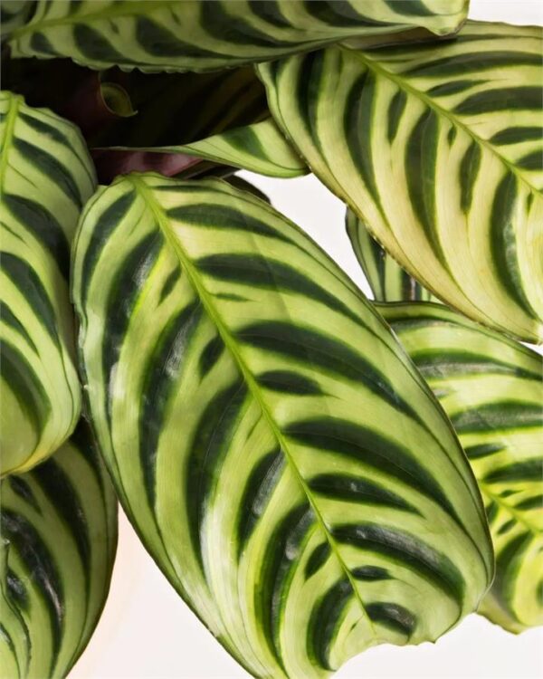 "Fishbone Plant" in White Pot (280mm)