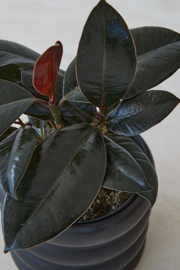 Rubber Plant in Black Pot