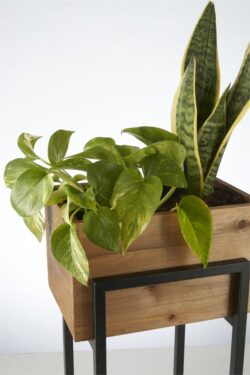 Timber Twin Plant Stand