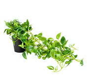 72Cm Weeper Hanging Artificial Plant Green