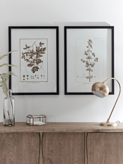 Two Framed Plant Prints