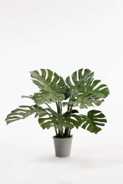 Potted Artificial Cheese Plant