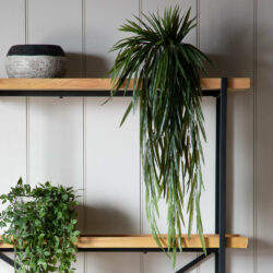 Gallery Interiors Mabelle Rhipsalis Faux Plant | Outlet