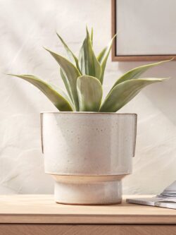 Elodie Planter